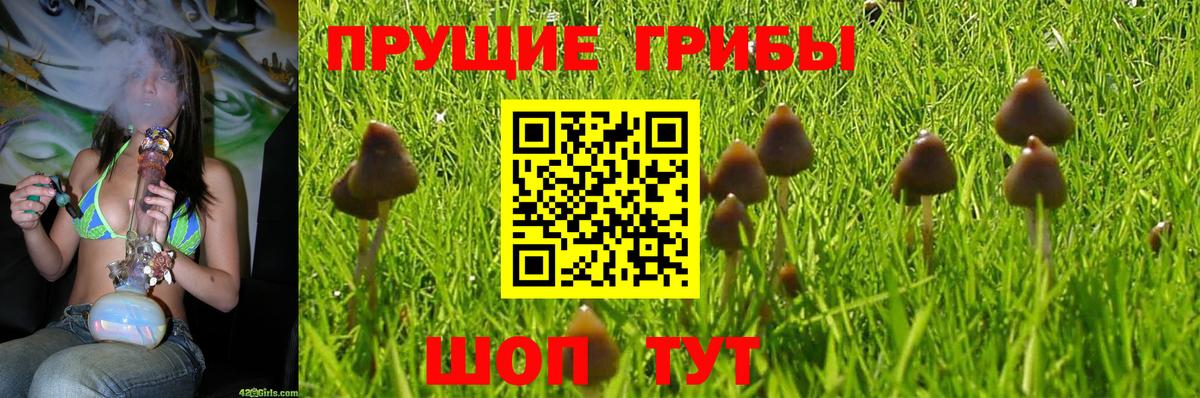 Кириши  где найти наркотики  Вход с VPN  Псилоцибиновые грибы Psilocybe 